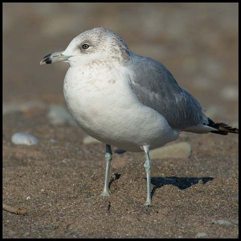 Ring-billed Gull