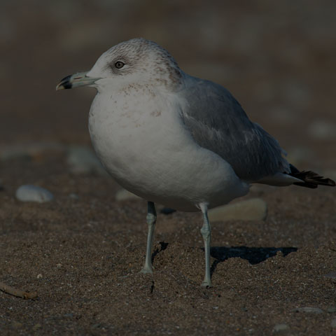 Ring-billed Gull