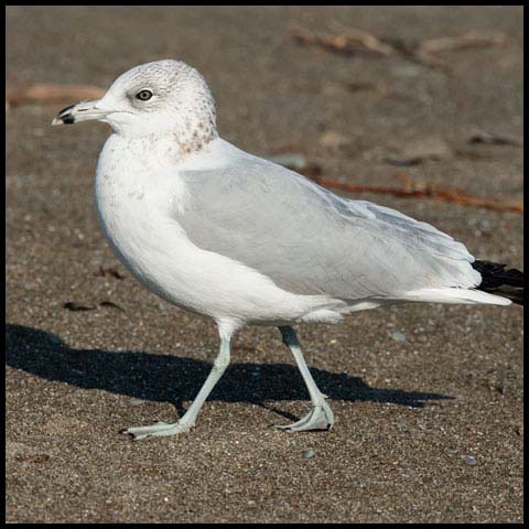 Ring-billed Gull