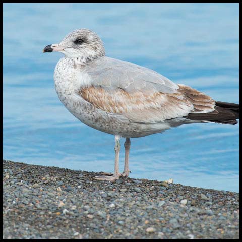 Ring-billed Gull