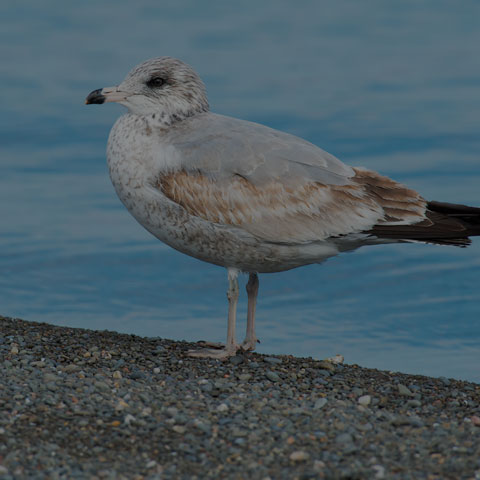 Ring-billed Gull