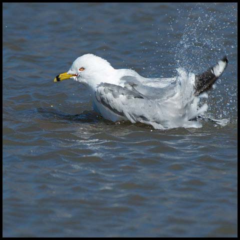 Ring-billed Gull