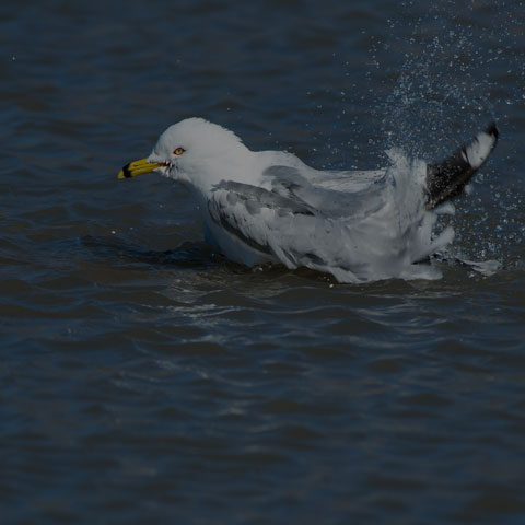 Ring-billed Gull