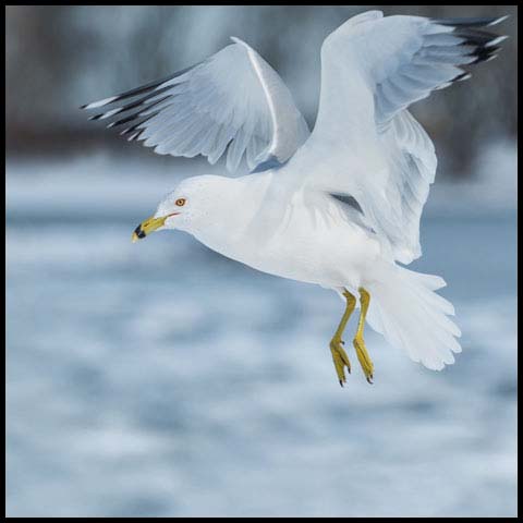 Ring-billed Gull