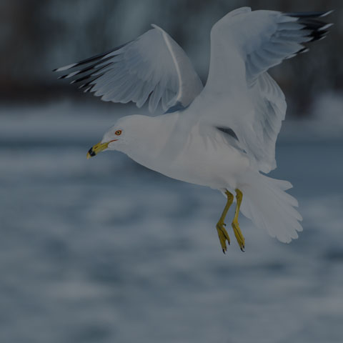 Ring-billed Gull