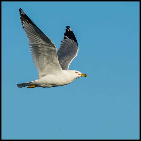 Ring-billed Gull