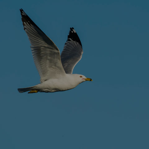 Ring-billed Gull