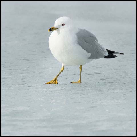 Ring-billed Gull