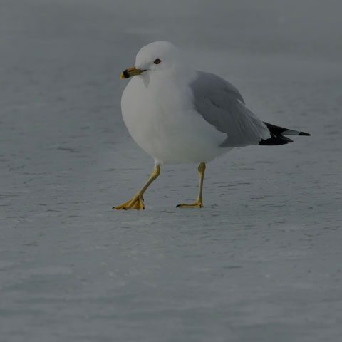 Ring-billed Gull