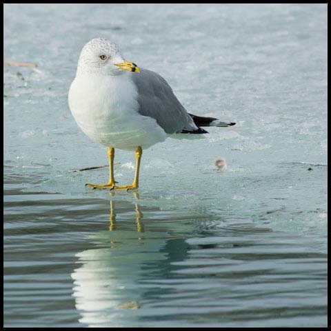 Ring-billed Gull