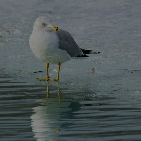 Ring-billed Gull