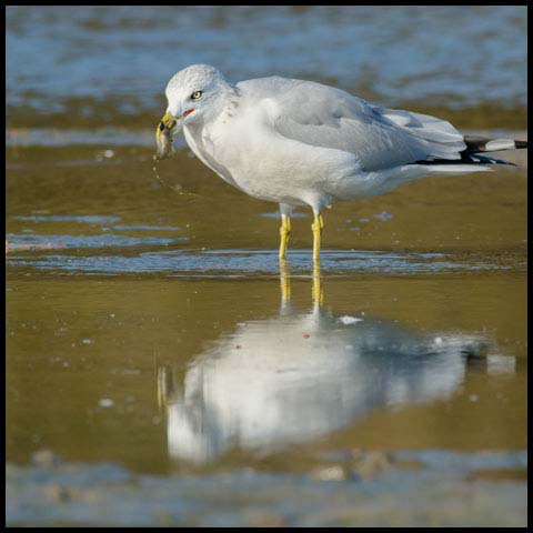 Ring-billed Gull