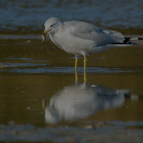 Ring-billed Gull