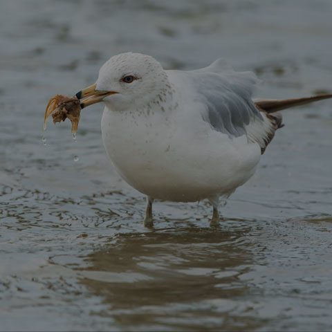 Ring-billed Gull