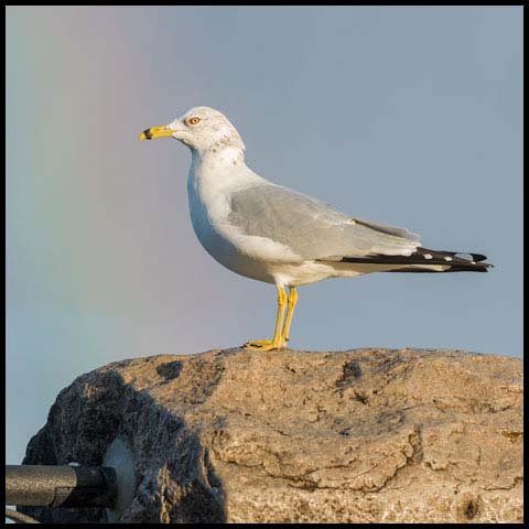 Ring-billed Gull