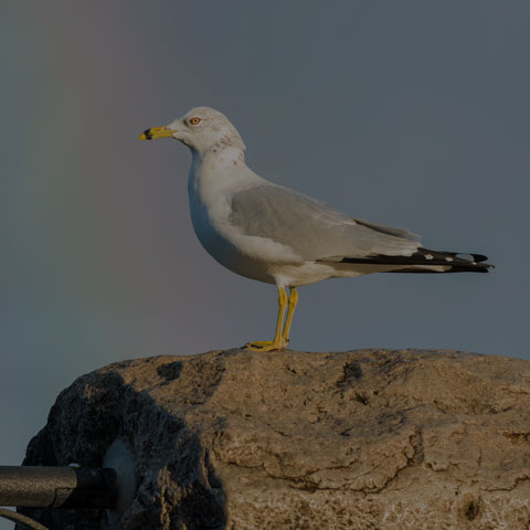 Ring-billed Gull