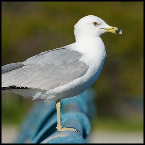 Ring-billed Gull