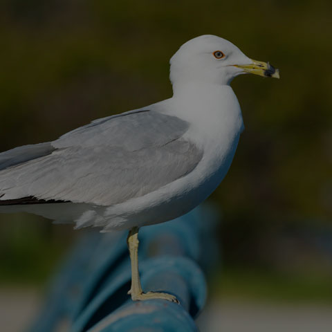Ring-billed Gull