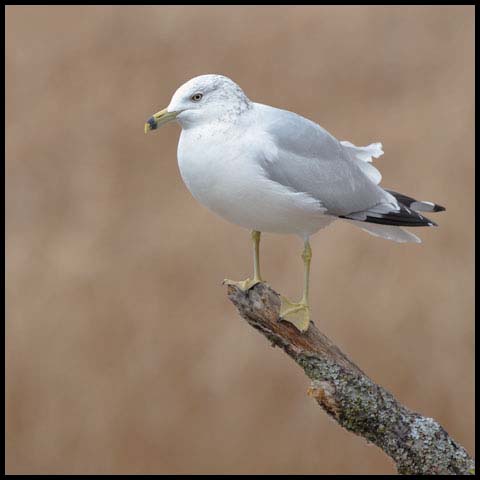 Ring-billed Gull