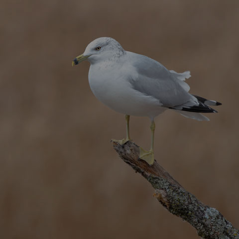 Ring-billed Gull