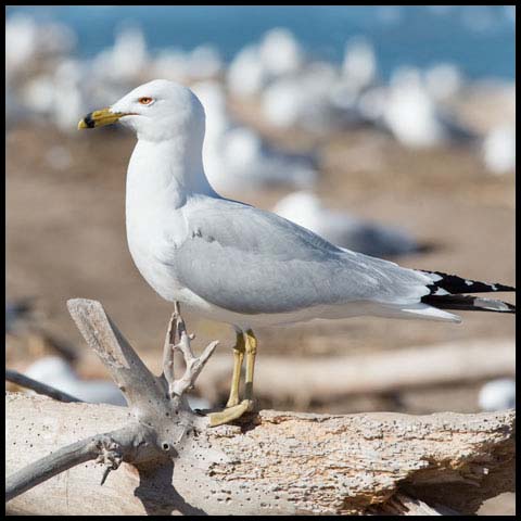 Ring-billed Gull
