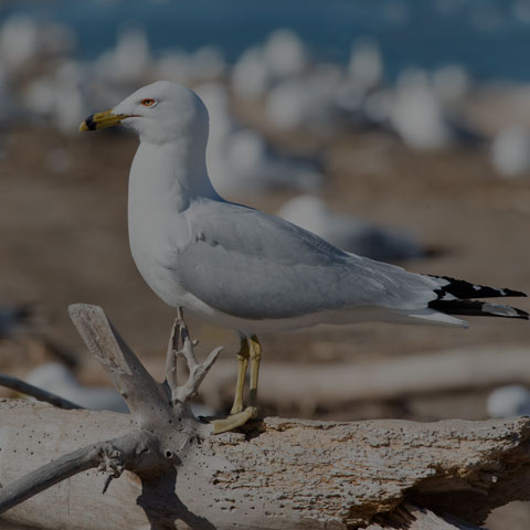 Ring-billed Gull