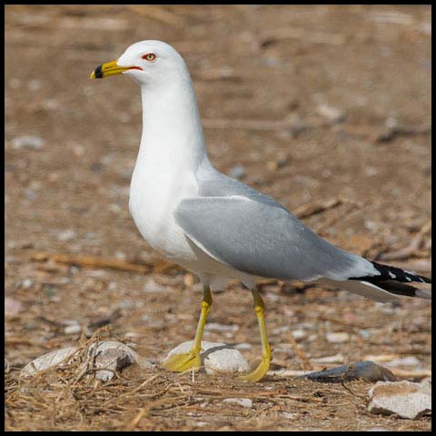 Ring-billed Gull
