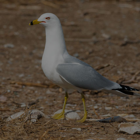 Ring-billed Gull