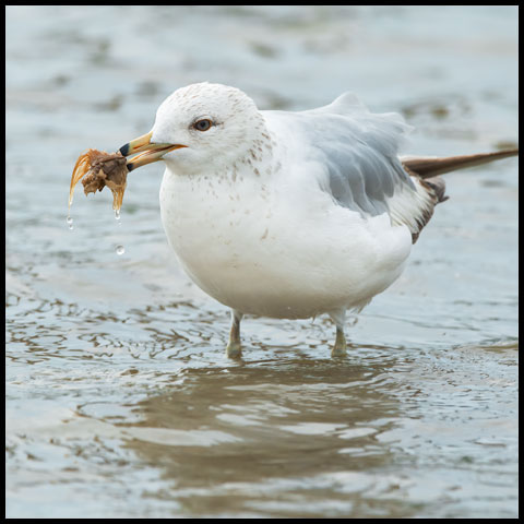 Ring-billed Gull