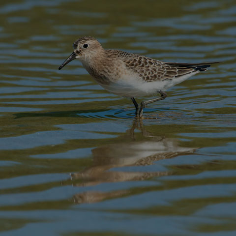 Baird's Sandpiper