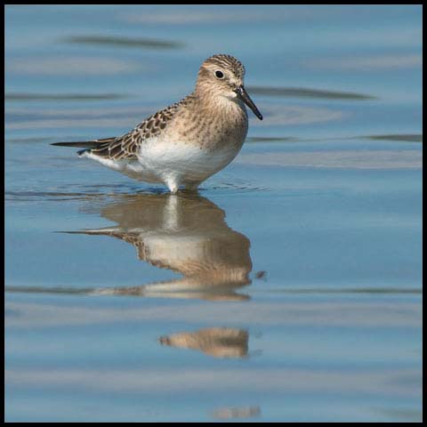 Baird's Sandpiper