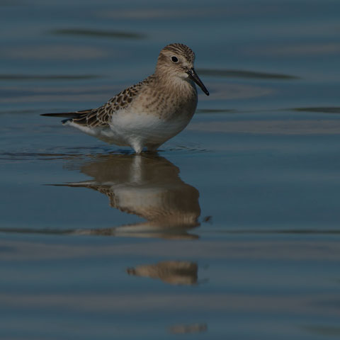 Baird's Sandpiper
