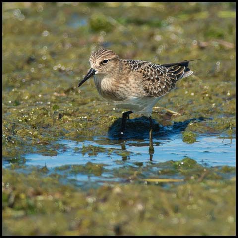 Baird's Sandpiper