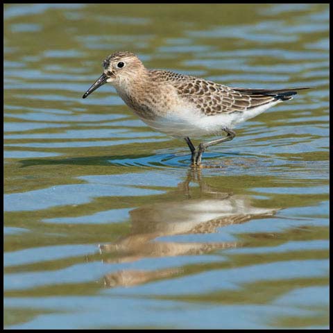 Baird's Sandpiper