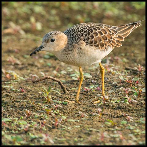 Buff-breasted Sandpiper