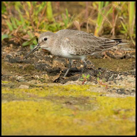 Calidrid Sandpipers