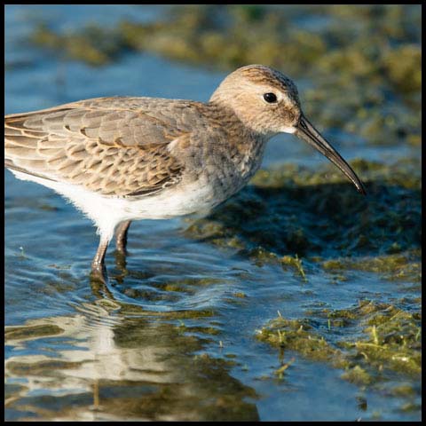 Dunlin