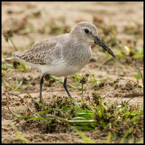Dunlin