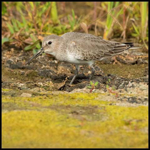 Dunlin
