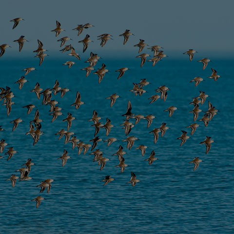Dunlin