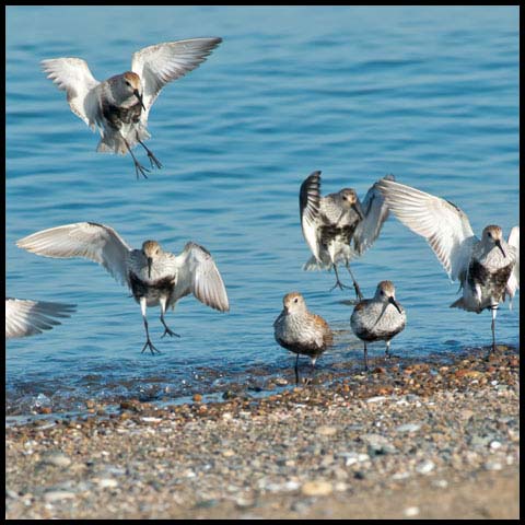 Dunlin