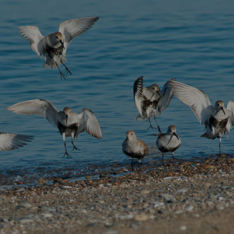 Dunlin