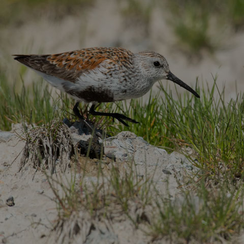 Dunlin