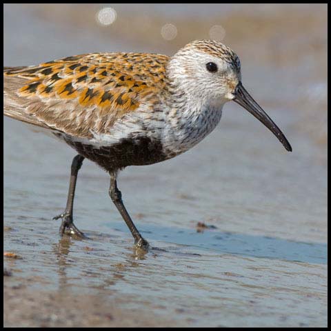 Dunlin