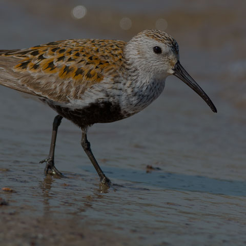 Dunlin