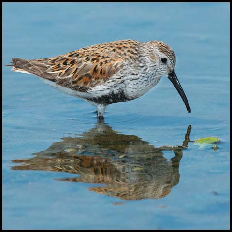 Dunlin