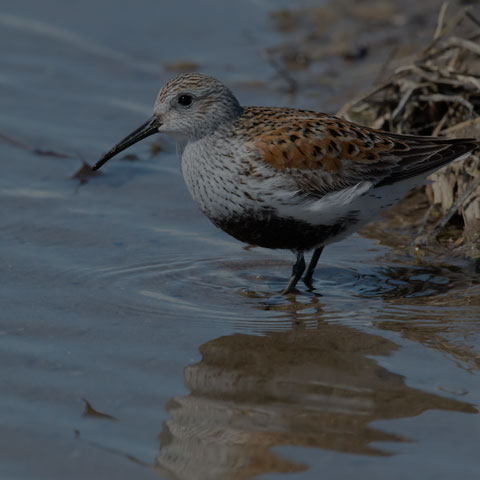 Dunlin