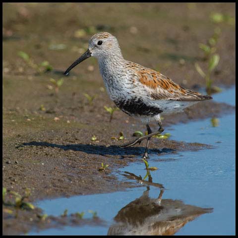 Dunlin