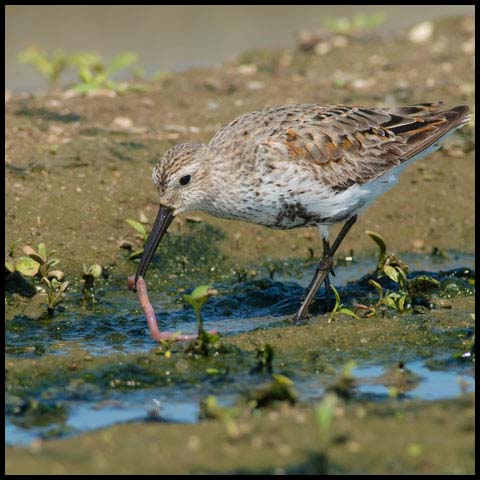 Dunlin