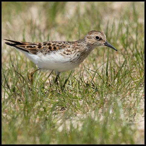 Least Sandpiper